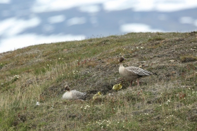 <i class='fa fa-user'></i>&nbsp;Frank Kremer&nbsp;|   Kleine Rietgans&nbsp; <i class='fa fa-eye'>&nbsp;295</i> &nbsp; <i class='fa fa-comment-o'>&nbsp;2</i>