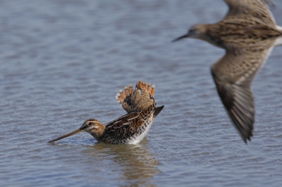 <i class='fa fa-user'></i>&nbsp;Ben Reitsma&nbsp;|   Watersnip&nbsp; <i class='fa fa-eye'>&nbsp;398</i> &nbsp;<i class='fa fa-thumbs-up'>&nbsp;1</i> &nbsp; <i class='fa fa-comment-o'>&nbsp;5</i>