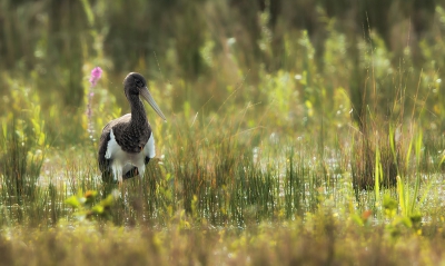 <i class='fa fa-user'></i>&nbsp;Jan van der Linden&nbsp;|   Zwarte Ooievaar&nbsp; <i class='fa fa-eye'>&nbsp;359</i> &nbsp;<i class='fa fa-thumbs-up'>&nbsp;9</i> &nbsp; <i class='fa fa-comment-o'>&nbsp;14</i>
