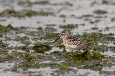 <i class='fa fa-user'></i>&nbsp;Kees de Jager&nbsp;|   Breedbekstrandloper&nbsp; <i class='fa fa-eye'>&nbsp;342</i> &nbsp;<i class='fa fa-thumbs-up'>&nbsp;1</i> &nbsp; <i class='fa fa-comment-o'>&nbsp;3</i>