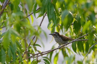 <i class='fa fa-user'></i>&nbsp;Kees de Jager&nbsp;|   Kleine Bronskoekoek&nbsp; <i class='fa fa-eye'>&nbsp;193</i> &nbsp; <i class='fa fa-comment-o'>&nbsp;4</i>