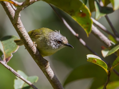 <i class='fa fa-user'></i>&nbsp;Paul van Giersbergen&nbsp;|   Sulawesibergbrilvogel&nbsp; <i class='fa fa-eye'>&nbsp;183</i> &nbsp; <i class='fa fa-comment-o'>&nbsp;4</i>