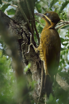 <i class='fa fa-user'></i>&nbsp;Martjan Lammertink&nbsp;|   Bronsspecht&nbsp; <i class='fa fa-eye'>&nbsp;243</i> &nbsp; <i class='fa fa-comment-o'>&nbsp;4</i>