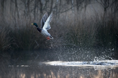 <i class='fa fa-user'></i>&nbsp;Bert Ooms&nbsp;|   Wilde Eend&nbsp; <i class='fa fa-eye'>&nbsp;406</i> &nbsp;<i class='fa fa-thumbs-up'>&nbsp;5</i> &nbsp; <i class='fa fa-comment-o'>&nbsp;10</i>