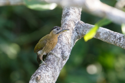 <i class='fa fa-user'></i>&nbsp;Kees de Jager&nbsp;|   Grote Schubbuikspecht&nbsp; <i class='fa fa-eye'>&nbsp;198</i> &nbsp; <i class='fa fa-comment-o'>&nbsp;3</i>