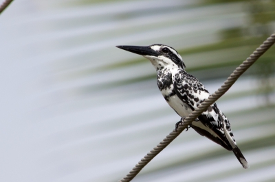 Bonte IJsvogel in de lagune van Negombo in Sri Lanka. Zat rustig op een draad te vissen.
