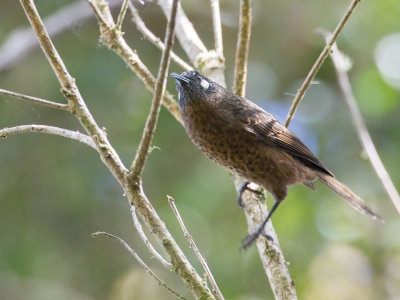 <i class='fa fa-user'></i>&nbsp;Paul van Giersbergen&nbsp;|   Mengkokahoningzuiger&nbsp; <i class='fa fa-eye'>&nbsp;183</i> &nbsp; <i class='fa fa-comment-o'>&nbsp;2</i>