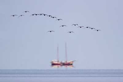 <i class='fa fa-user'></i>&nbsp;Peter Soer&nbsp;|   Rosse Grutto&nbsp; <i class='fa fa-eye'>&nbsp;366</i> &nbsp;<i class='fa fa-thumbs-up'>&nbsp;4</i> &nbsp; <i class='fa fa-comment-o'>&nbsp;5</i>