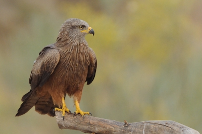 <i class='fa fa-user'></i>&nbsp;Rick Robaard&nbsp;|   Zwarte Wouw&nbsp; <i class='fa fa-eye'>&nbsp;517</i> &nbsp;<i class='fa fa-thumbs-up'>&nbsp;6</i> &nbsp; <i class='fa fa-comment-o'>&nbsp;8</i>