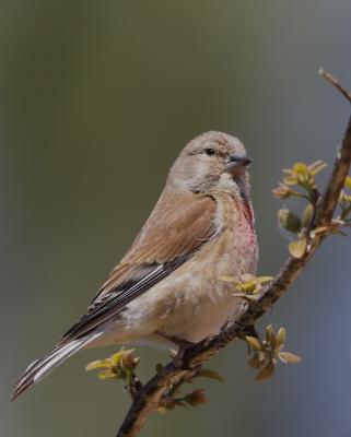 <i class='fa fa-user'></i>&nbsp;Ben Reitsma&nbsp;|   Kneu&nbsp; <i class='fa fa-eye'>&nbsp;334</i> &nbsp; <i class='fa fa-comment-o'>&nbsp;3</i>