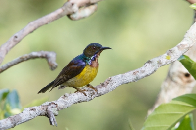 <i class='fa fa-user'></i>&nbsp;Kees de Jager&nbsp;|   Bruinkeelhoningzuiger&nbsp; <i class='fa fa-eye'>&nbsp;207</i> &nbsp;<i class='fa fa-thumbs-up'>&nbsp;2</i> &nbsp; <i class='fa fa-comment-o'>&nbsp;3</i>