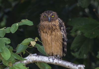 <i class='fa fa-user'></i>&nbsp;Thomas Luiten&nbsp;|   Maleise Visuil&nbsp; <i class='fa fa-eye'>&nbsp;324</i> &nbsp;<i class='fa fa-thumbs-up'>&nbsp;5</i> &nbsp; <i class='fa fa-comment-o'>&nbsp;10</i>