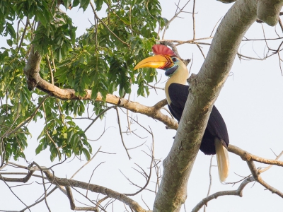 <i class='fa fa-user'></i>&nbsp;Paul van Giersbergen&nbsp;|   Sulawesi-jaarvogel&nbsp; <i class='fa fa-eye'>&nbsp;195</i> &nbsp; <i class='fa fa-comment-o'>&nbsp;5</i>