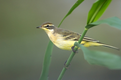 <i class='fa fa-user'></i>&nbsp;anevanrees&nbsp;|   Gele Kwikstaart&nbsp; <i class='fa fa-eye'>&nbsp;279</i> &nbsp;<i class='fa fa-thumbs-up'>&nbsp;2</i> &nbsp; <i class='fa fa-comment-o'>&nbsp;7</i>