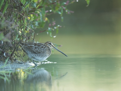 <i class='fa fa-user'></i>&nbsp;Wilfried Solarz&nbsp;|   Watersnip&nbsp; <i class='fa fa-eye'>&nbsp;475</i> &nbsp;<i class='fa fa-thumbs-up'>&nbsp;19</i> &nbsp; <i class='fa fa-comment-o'>&nbsp;17</i>