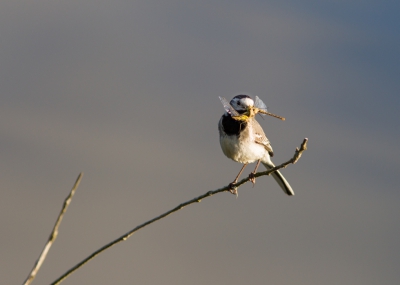 Een foto gemaakt bij het vogelmeer (naast Bloemendaal). Ik was heerlijk op vakantie en ging op een vroege ochtend naar het vogelmeer om te fotograferen. De Kwikstaarten waar lekker druk met het vangen van vliegen en juffers. Deze kwikstaart liet mij trots zijn vangst zien!