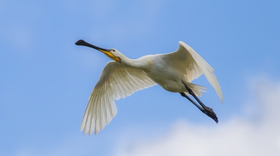 Lepelaar onderweg van het Waddengebied naar de Westerplas op Schiermonnikoog.
Deze kwam erg onverwacht laag overvliegen.