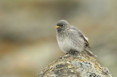 <i class='fa fa-user'></i>&nbsp;Frank Kremer&nbsp;|   Sneeuwgors&nbsp; <i class='fa fa-eye'>&nbsp;316</i> &nbsp; <i class='fa fa-comment-o'>&nbsp;10</i>