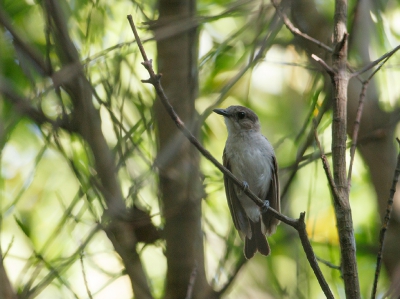 <i class='fa fa-user'></i>&nbsp;Kees de Jager&nbsp;|   Mangrovefluiter&nbsp; <i class='fa fa-eye'>&nbsp;156</i> &nbsp; <i class='fa fa-comment-o'>&nbsp;3</i>