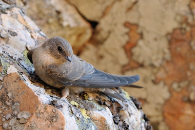 <i class='fa fa-user'></i>&nbsp;Rick Robaard&nbsp;|   Rotszwaluw&nbsp; <i class='fa fa-eye'>&nbsp;245</i> &nbsp; <i class='fa fa-comment-o'>&nbsp;5</i>