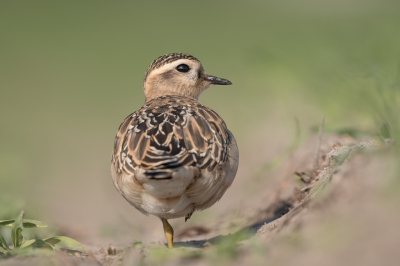 <i class='fa fa-user'></i>&nbsp;Hans Overduin&nbsp;|   Morinelplevier&nbsp; <i class='fa fa-eye'>&nbsp;409</i> &nbsp;<i class='fa fa-thumbs-up'>&nbsp;11</i> &nbsp; <i class='fa fa-comment-o'>&nbsp;15</i>