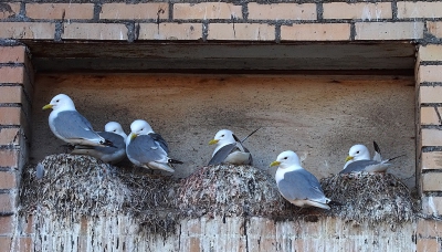 <i class='fa fa-user'></i>&nbsp;guido mwm&nbsp;|   Drieteenmeeuw&nbsp; <i class='fa fa-eye'>&nbsp;401</i> &nbsp;<i class='fa fa-thumbs-up'>&nbsp;2</i> &nbsp; <i class='fa fa-comment-o'>&nbsp;22</i>