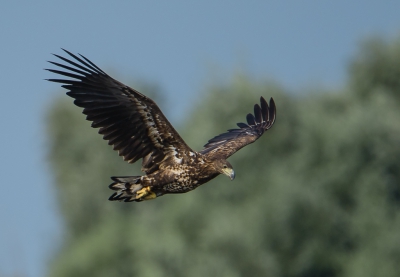 Wanneer opeens alle vogels tegelijkertijd de lucht in gaan moet er wel iets groots aankomen. Dat bleek deze juveniele Zeearend te zijn die slechts een inspectie rondje vloog over z`n leefgebied.
Gr. Jaap