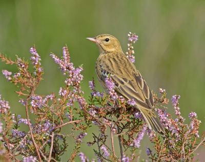 <i class='fa fa-user'></i>&nbsp;Jakob Keun&nbsp;|   Boompieper&nbsp; <i class='fa fa-eye'>&nbsp;278</i> &nbsp;<i class='fa fa-thumbs-up'>&nbsp;2</i> &nbsp; <i class='fa fa-comment-o'>&nbsp;9</i>