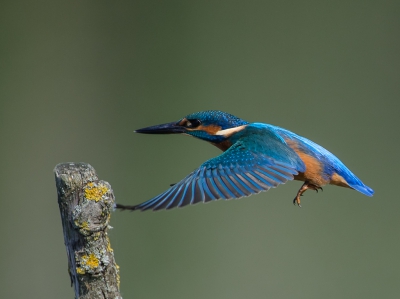 Eindelijk eens de IJsvogel tijdens de vlucht kunnen volgen.
Net voordat hij op z`n landingsplaats terecht kwam nog te pakken gekregen.
Gr. Jaap