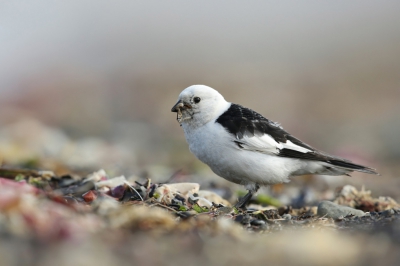 <i class='fa fa-user'></i>&nbsp;Frank Kremer&nbsp;|   Sneeuwgors&nbsp; <i class='fa fa-eye'>&nbsp;338</i> &nbsp; <i class='fa fa-comment-o'>&nbsp;4</i>