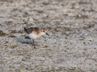 Het was even goed kijken maar toen zag ik dat het een Kleine Strandloper was. Prachtige kleine bolle vogeltjes. De vogeltrek is al vroeg begonnen.