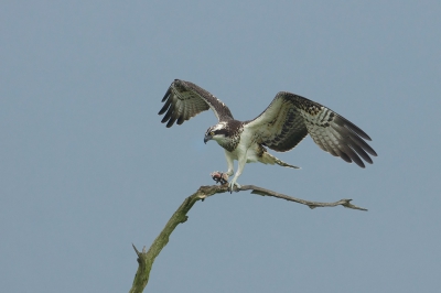 <i class='fa fa-user'></i>&nbsp;anevanrees&nbsp;|   Visarend&nbsp; <i class='fa fa-eye'>&nbsp;846</i> &nbsp;<i class='fa fa-thumbs-up'>&nbsp;22</i> &nbsp; <i class='fa fa-comment-o'>&nbsp;18</i>