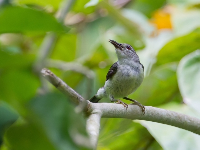 <i class='fa fa-user'></i>&nbsp;Paul van Giersbergen&nbsp;|   Bruinkeelhoningzuiger&nbsp; <i class='fa fa-eye'>&nbsp;172</i> &nbsp; <i class='fa fa-comment-o'>&nbsp;1</i>