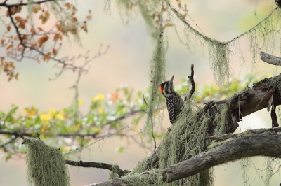 <i class='fa fa-user'></i>&nbsp;Martjan Lammertink&nbsp;|   Streepkopspecht&nbsp; <i class='fa fa-eye'>&nbsp;228</i> &nbsp;<i class='fa fa-thumbs-up'>&nbsp;3</i> &nbsp; <i class='fa fa-comment-o'>&nbsp;6</i>