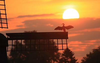 <i class='fa fa-user'></i>&nbsp;ron entius&nbsp;|   Aalscholver&nbsp; <i class='fa fa-eye'>&nbsp;261</i> &nbsp;<i class='fa fa-thumbs-up'>&nbsp;5</i> &nbsp; <i class='fa fa-comment-o'>&nbsp;12</i>