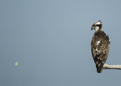 <i class='fa fa-user'></i>&nbsp;natuurflits&nbsp;|   Visarend&nbsp; <i class='fa fa-eye'>&nbsp;614</i> &nbsp;<i class='fa fa-thumbs-up'>&nbsp;15</i> &nbsp; <i class='fa fa-comment-o'>&nbsp;13</i>