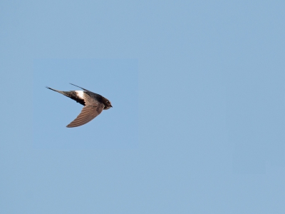 Hierbij dan mijn tweede foto van de Kaffergierzwaluw waarop duidelijk de witte stuit, maar ook nog de gespleten staart is te zien. Dit keer anders bewerkt.
https://vogelsportugal.nl