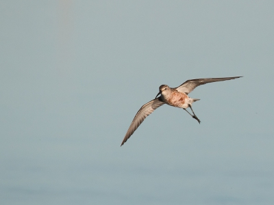 Tot nu toe is de vogeltrek een echt feest. Deze Krombekstrandloper kwam prachtig naar ons toe vliegen en gelukkig zijn een deel van het zomerkleed nog goed te zien.