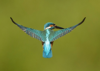 Zo mooi als je de kans krijgt een ijsvogel zo te fotograferen.