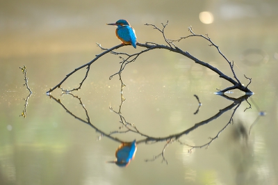 <i class='fa fa-user'></i>&nbsp;Corn� van Oosterhout&nbsp;|   IJsvogel&nbsp; <i class='fa fa-eye'>&nbsp;993</i> &nbsp;<i class='fa fa-thumbs-up'>&nbsp;33</i> &nbsp; <i class='fa fa-comment-o'>&nbsp;32</i>