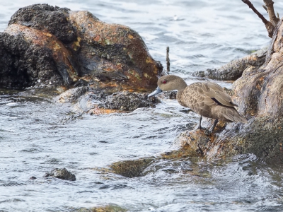 <i class='fa fa-user'></i>&nbsp;Paul van Giersbergen&nbsp;|   Indische Taling&nbsp; <i class='fa fa-eye'>&nbsp;261</i> &nbsp;<i class='fa fa-thumbs-up'>&nbsp;1</i> &nbsp; <i class='fa fa-comment-o'>&nbsp;5</i>