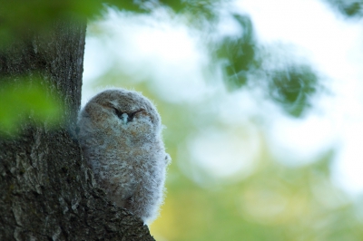 <i class='fa fa-user'></i>&nbsp;vanmarle&nbsp;|   Bosuil&nbsp; <i class='fa fa-eye'>&nbsp;334</i> &nbsp;<i class='fa fa-thumbs-up'>&nbsp;5</i> &nbsp; <i class='fa fa-comment-o'>&nbsp;3</i>