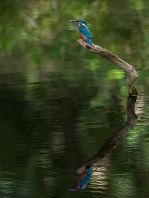 <i class='fa fa-user'></i>&nbsp;pietwil&nbsp;|   IJsvogel&nbsp; <i class='fa fa-eye'>&nbsp;419</i> &nbsp;<i class='fa fa-thumbs-up'>&nbsp;4</i> &nbsp; <i class='fa fa-comment-o'>&nbsp;5</i>