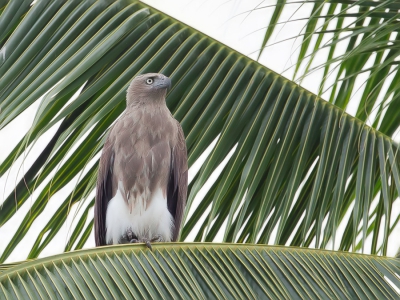 <i class='fa fa-user'></i>&nbsp;Paul van Giersbergen&nbsp;|   Kleine Rivierarend&nbsp; <i class='fa fa-eye'>&nbsp;272</i> &nbsp; <i class='fa fa-comment-o'>&nbsp;7</i>