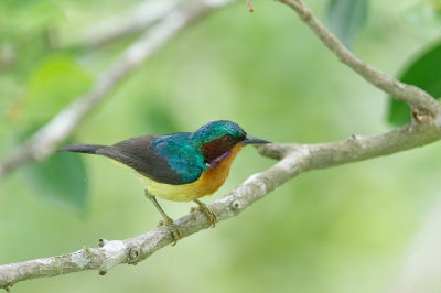 <i class='fa fa-user'></i>&nbsp;Kees de Jager&nbsp;|   Roodwanghoningzuiger&nbsp; <i class='fa fa-eye'>&nbsp;196</i> &nbsp;<i class='fa fa-thumbs-up'>&nbsp;1</i> &nbsp; <i class='fa fa-comment-o'>&nbsp;5</i>