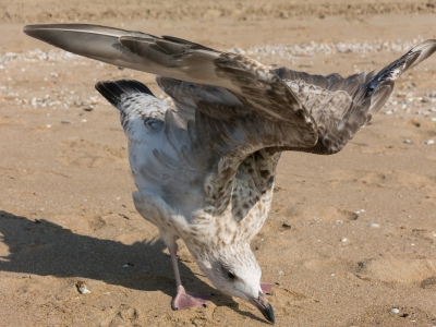 Dit jong op het strand was buitengewoon relaxed en had zelfs een speciale dans-move voor mij in petto. Ik voelde me gevleid.