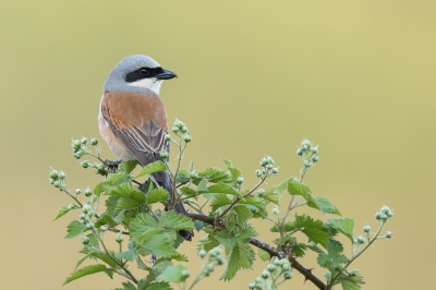 <i class='fa fa-user'></i>&nbsp;Peter Soer&nbsp;|   Grauwe Klauwier&nbsp; <i class='fa fa-eye'>&nbsp;392</i> &nbsp;<i class='fa fa-thumbs-up'>&nbsp;3</i> &nbsp; <i class='fa fa-comment-o'>&nbsp;8</i>