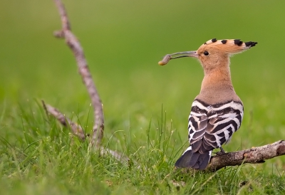 <i class='fa fa-user'></i>&nbsp;charlysax&nbsp;|   Hop&nbsp; <i class='fa fa-eye'>&nbsp;533</i> &nbsp;<i class='fa fa-thumbs-up'>&nbsp;6</i> &nbsp; <i class='fa fa-comment-o'>&nbsp;11</i>