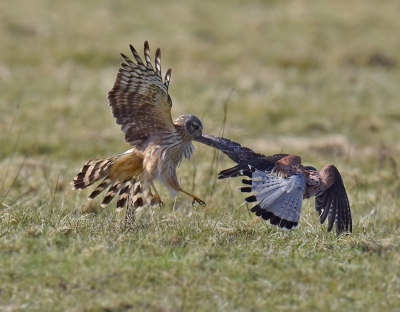 In de weilanden rond Ezumakeeg zaten dit voorjaar veel muizen. Daar kwamen verschillende soorten roofvogels op af. Tenminste vier velduilen stalen daar de show. Een imposant gezicht.  De torenvalken bleken de professioneelste vangers. Hier had een mannetje net een flinke muis verschalkt. Hij ging ermee vandoor maar werd  belaagd door een vrouwtje blauwe kiek.
Een spannend moment. De torenvalk won.

foto van Willy