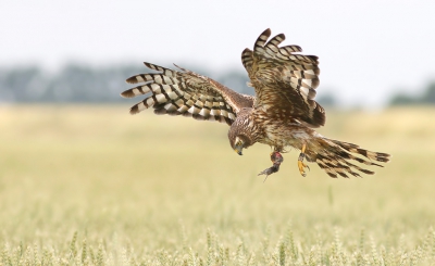 Begin juli kreeg ik de kans om deze Blauwe kiekendief te fotograferen. Werkgroep Grauwe kiekendief wou namelijk weten om welke vogel het ging en daarvoor hadden ze een foto van de poten nodig. Er werd vermoedt dat de vogel een oranje ring had met daarop een lettercode. Toen ik haar voor de lens kreeg bleek dit niet het geval te zijn. Het was dezelfde vogel die ik vorig jaar van een meter afstand heb kunnen bekijken toen deze dame gevangen werd voor onderzoek (ook met werkgroep Grauwe kiekendief). Dit vrouwtje is geboren op een van de Duitse Waddeneilanden en broedt nu al 2 jaar succesvol in Groningen. Leuk om al deze informatie te weten te komen door een paar ringen om de poten :)

Groeten, Thijs